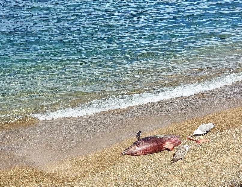 delfino morto 1