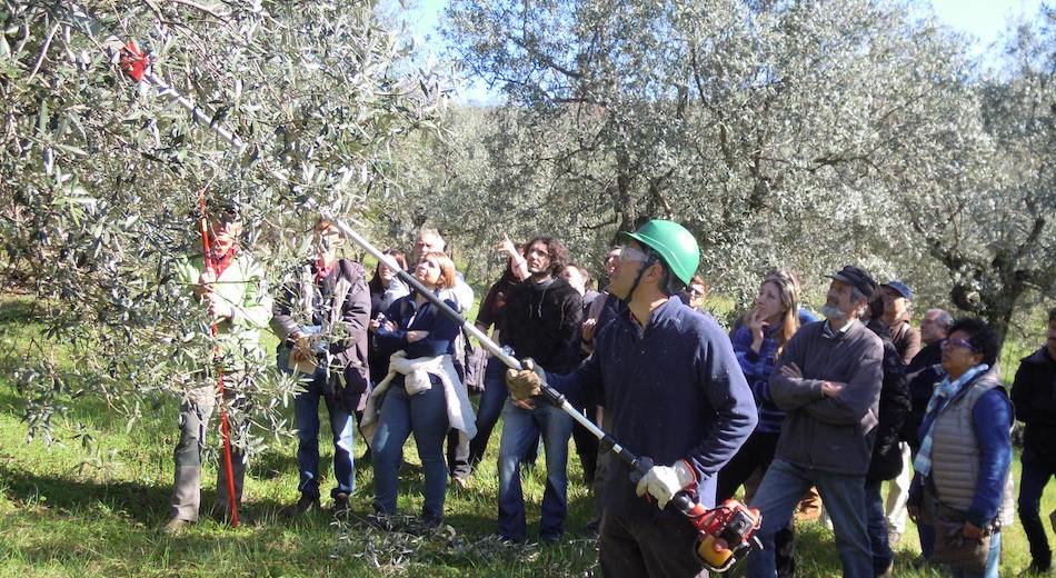 corsi potatura olivo
